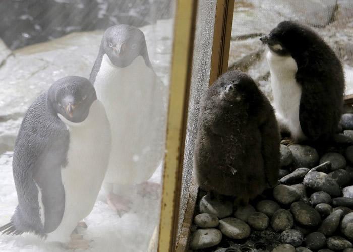 该对阿德利企鹅宝宝（图右）的性别未明。