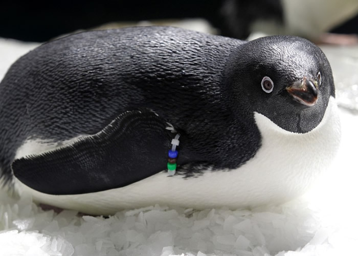 阿德利企鹅是在所有企鹅品种之中，体形最丰满的。
