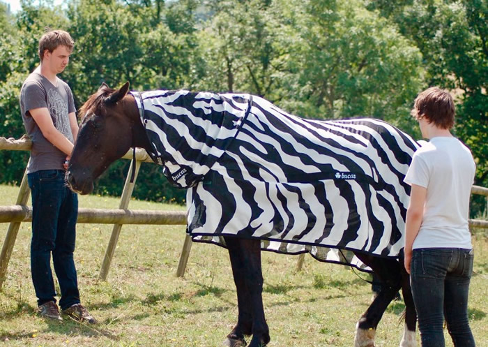 研究人员在普通马匹上盖上黑白间条布作实验。