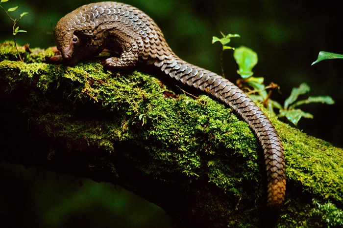 如同这只在刚果民主共和国的长尾穿山甲（Phataginus tetradactyla）一般，穿山甲是唯一已只具有鳞片的哺乳类。PHOTOGRAPH BY FRA
