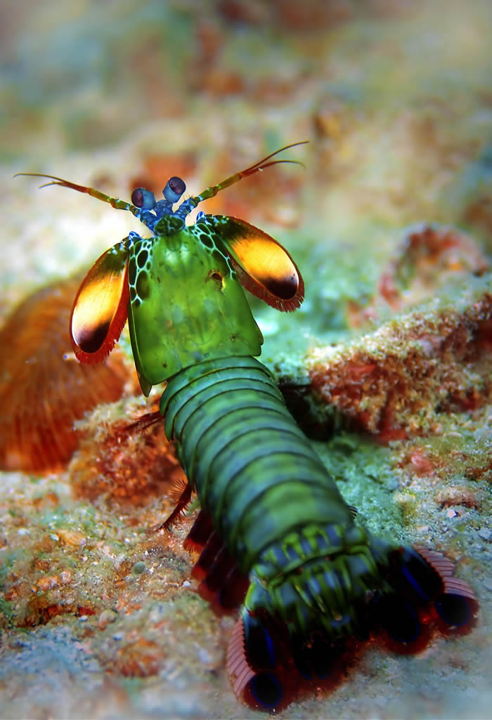 动物界的华丽杀手：雀尾螳螂虾Peacock mantis shrimp（蝉形齿指虾蛄Odontodactylus scyllarus）