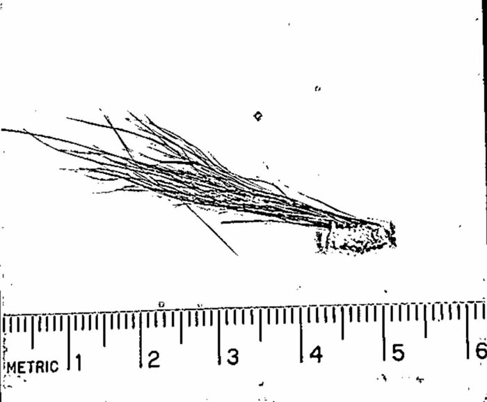 美国联邦调查局（FBI）公布研究1976年雪人样本相关文件：毛发属于鹿科动物