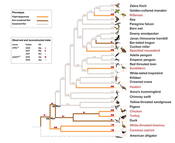 现生鸟类飞行进化历史