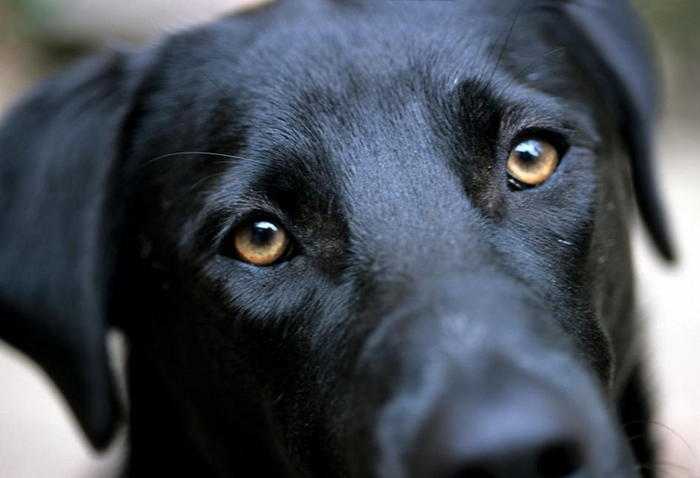 一只黑色拉布拉多猎犬在与摄影师眼神交会时抬起了它的眉毛。 PHOTOGRAPH BY STACY GOLD, NAT GEO IMAGE COLLECTION
