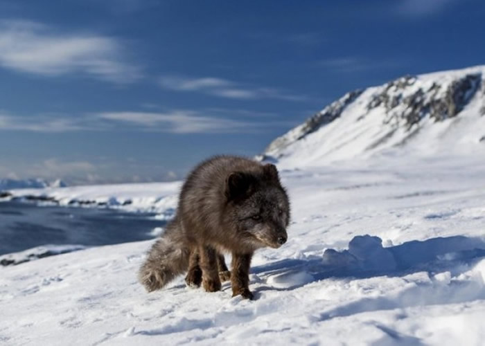 小雌狐其后孤身穿越冰原。