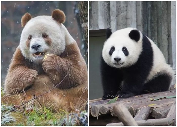 秦岭棕色大熊猫“七仔”（左图）与四川大熊猫（右图）。