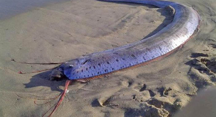 俄罗斯滨海边疆区海岸边首次发现罕见皇带鱼