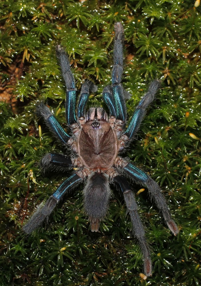 新种蜘蛛的雌性有着亮蓝色的腿，雄性则是苔藓般的褐色。 PHOTOGRAPH BY RANIL P. NANAYAKKARA
