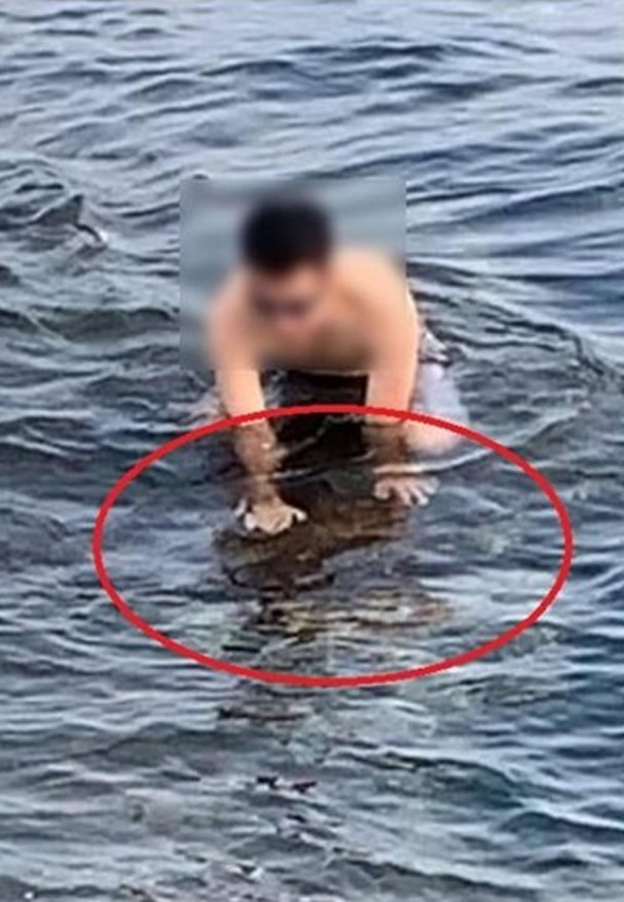 台湾小琉球野生海龟被男性游客双手压着玩耍？