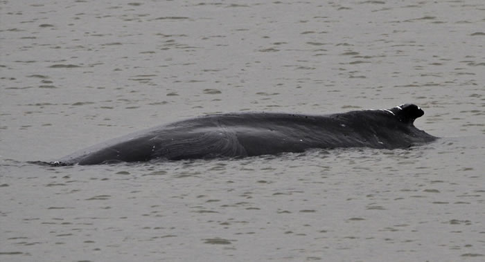 英国伦敦泰晤士河中发现一只大约5米长的座头鲸