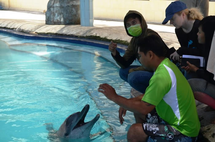 印尼峇里岛酒店推“海豚疗法” 2只海豚眼瞎还掉光牙齿