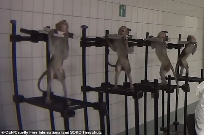 德国汉堡近郊的LPT实验室被爆涉嫌虐待动物 猴子被绑住脖子和手脚接受实验