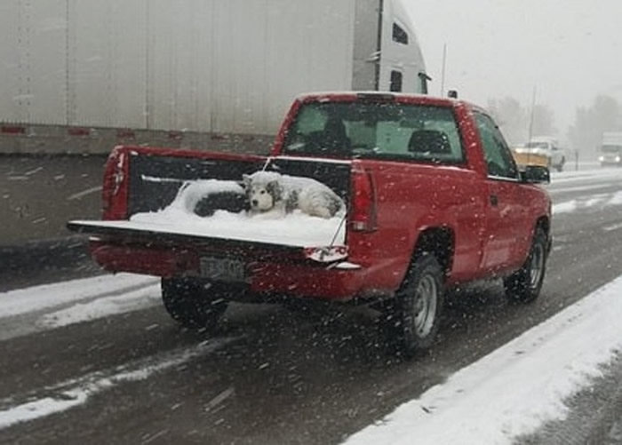 美国科罗拉多州奥罗拉遭暴风雪侵袭 雪橇犬在货车尾箱独自承受低温惹议