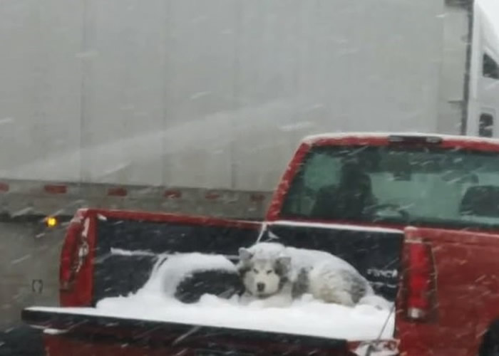 美国科罗拉多州奥罗拉遭暴风雪侵袭 雪橇犬在货车尾箱独自承受低温惹议