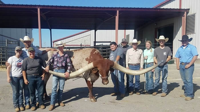 世界上角最长的公牛：美国得克萨斯长角牛“头饰（Bucklehead）”