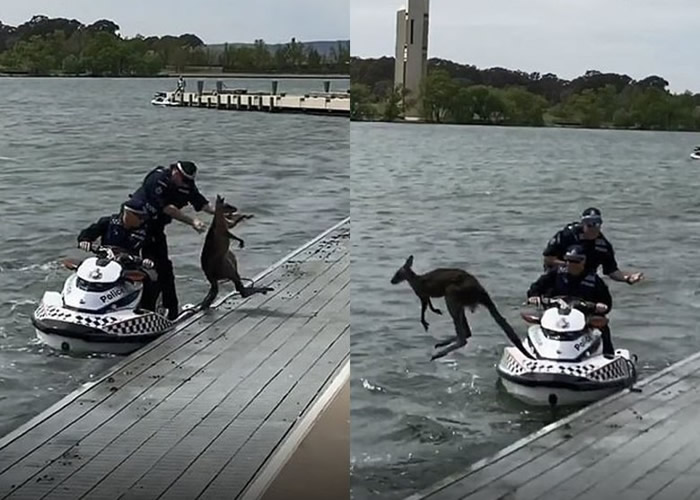 啼笑皆非！澳洲堪培拉袋鼠湖中浮沉 获警员救起却转身再度跳入湖中