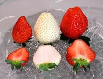 味如奇异果口感柔滑 日本枥木县白色新种草莓“牛奶莓”12月开售