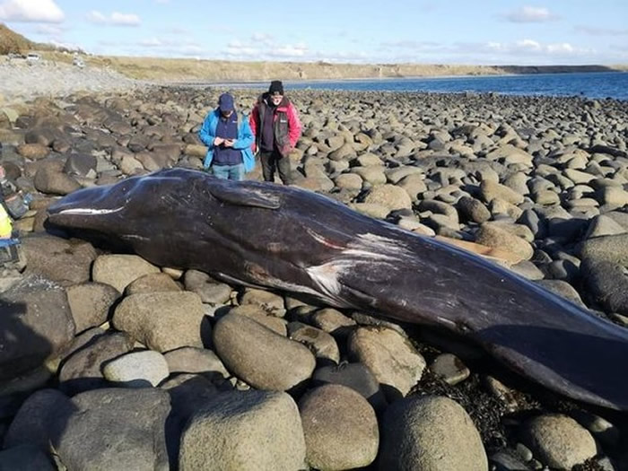 难得出现在英国阿伯索赫的小抹香鲸却死于塑胶垃圾