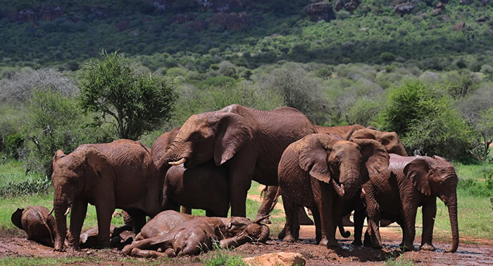 纳米比亚一头大象杀死一名奥地利游客