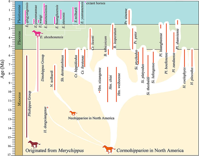 中国三趾马与真马系统演化关系图