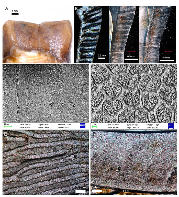 二连脊貘(Irenolophus)下臼齿釉质显微结构。