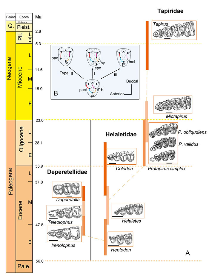 貘超科主要类群前臼齿逐渐臼齿化的演化过程，以及奇蹄类前臼齿臼齿化的三种模式