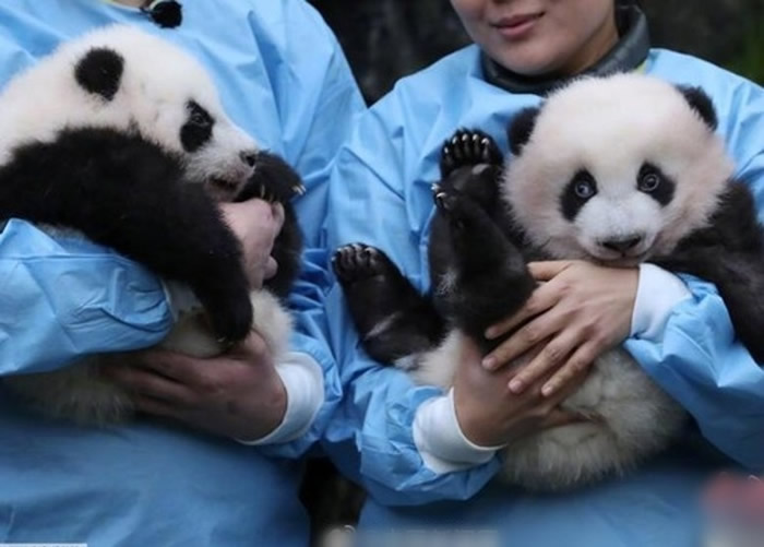 比利时布吕热莱特市天堂动物园正式为今年8月出生的大熊猫命名：“宝弟”和“宝妹”