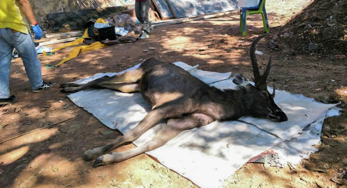 泰国楠府国家公园发现一头吃了7公斤塑料的鹿的尸体