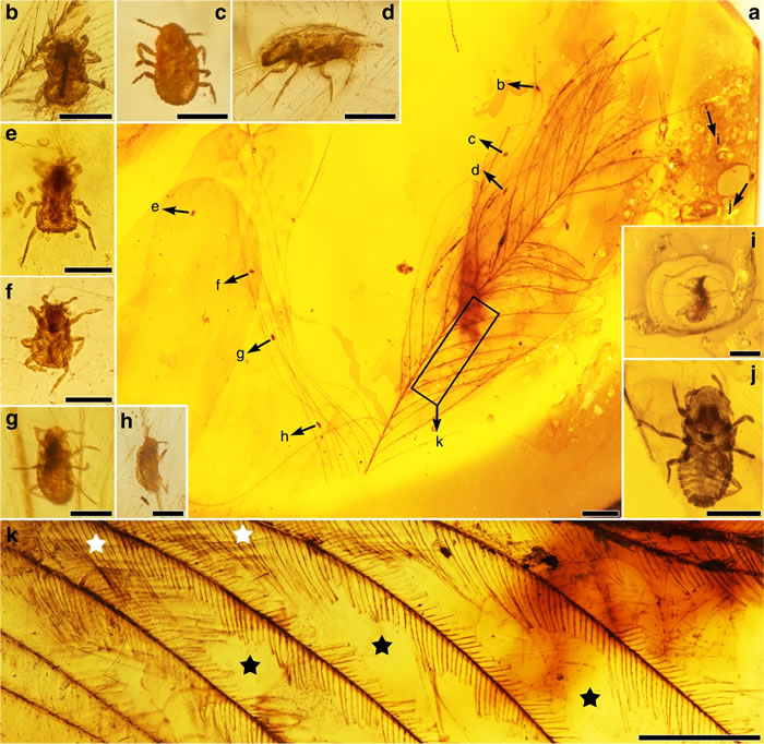 白垩纪中期琥珀中取食恐龙羽毛的新昆虫——恩氏中生食毛虫（Mesophthirus engeli）