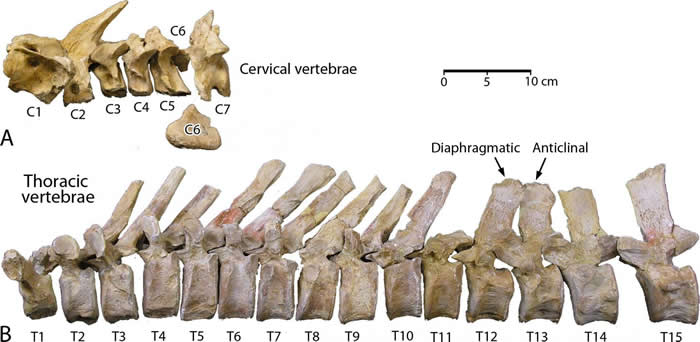 埃及发现3500万年前可在陆地行走的原鲸化石“Aegicetus gehennae”