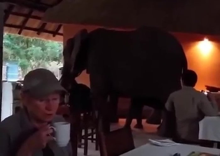 用餐区内的游客，被突如其来的3头象吓呆。