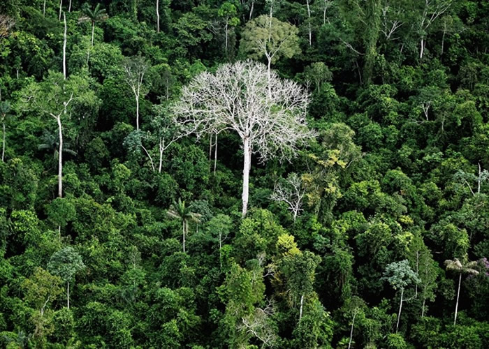 研究指亚马逊森林在被砍伐后其再生速度比原先预期的要慢很多