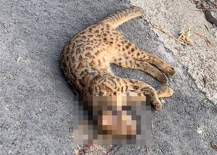 台湾豹猫疑遭汽车辗死 离警示牌仅2公里