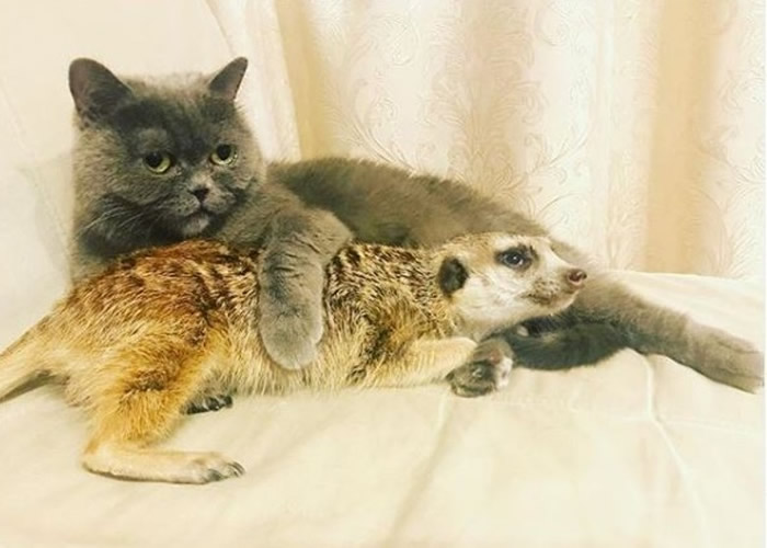 俄罗斯圣彼得堡动物网红特别组合 狐獴与猫结下跨物种友情
