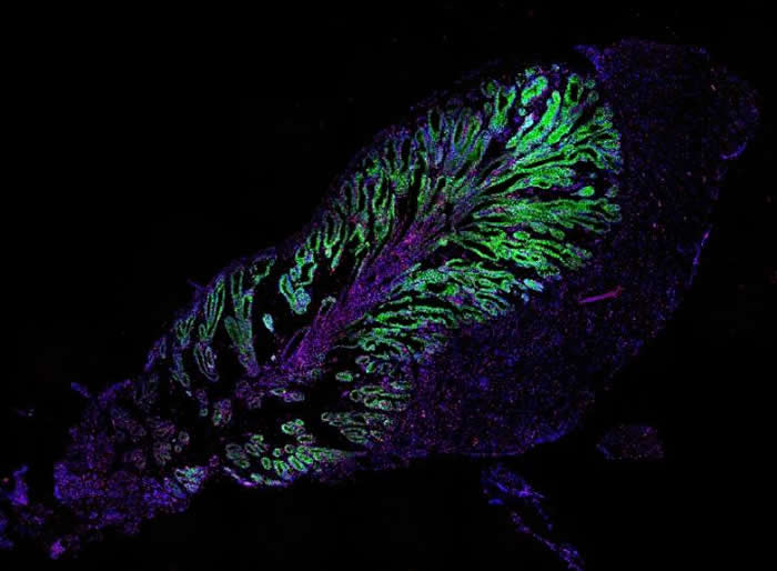 Hubrecht研究所开发出一种能将蛇毒腺细胞培养成类器官的方法