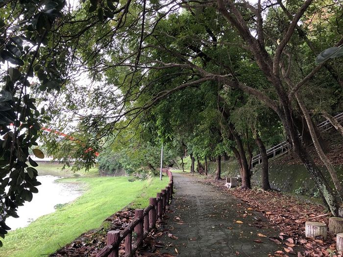 美仑溪口菁华桥枝叶扶疏、苍郁盎然，不但民众喜爱来此散步，也是台湾狐蝠喜爱的栖地。 摄影：廖静蕙