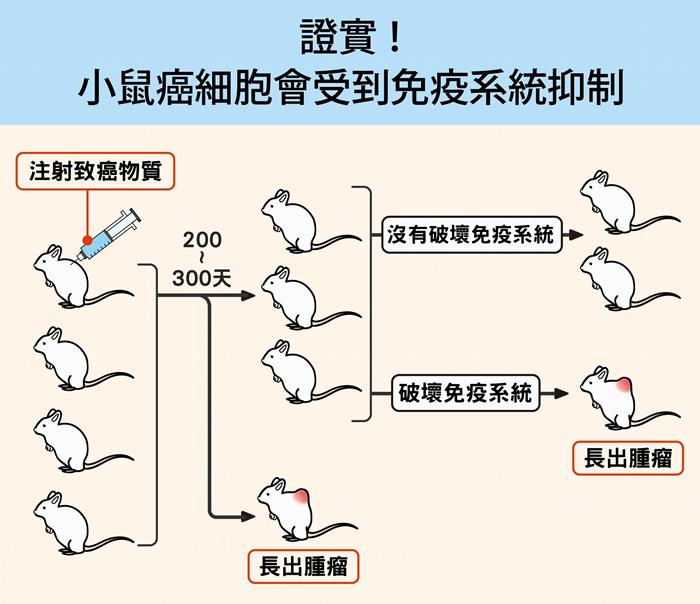 研究人员先对一群健康小鼠注射致癌物质，经过半年多，发现只有少数小鼠罹癌，大部分仍然很健康。 接着，研究人员破坏小鼠的细胞性免疫系统，尤其是 T 细胞免疫，结果约