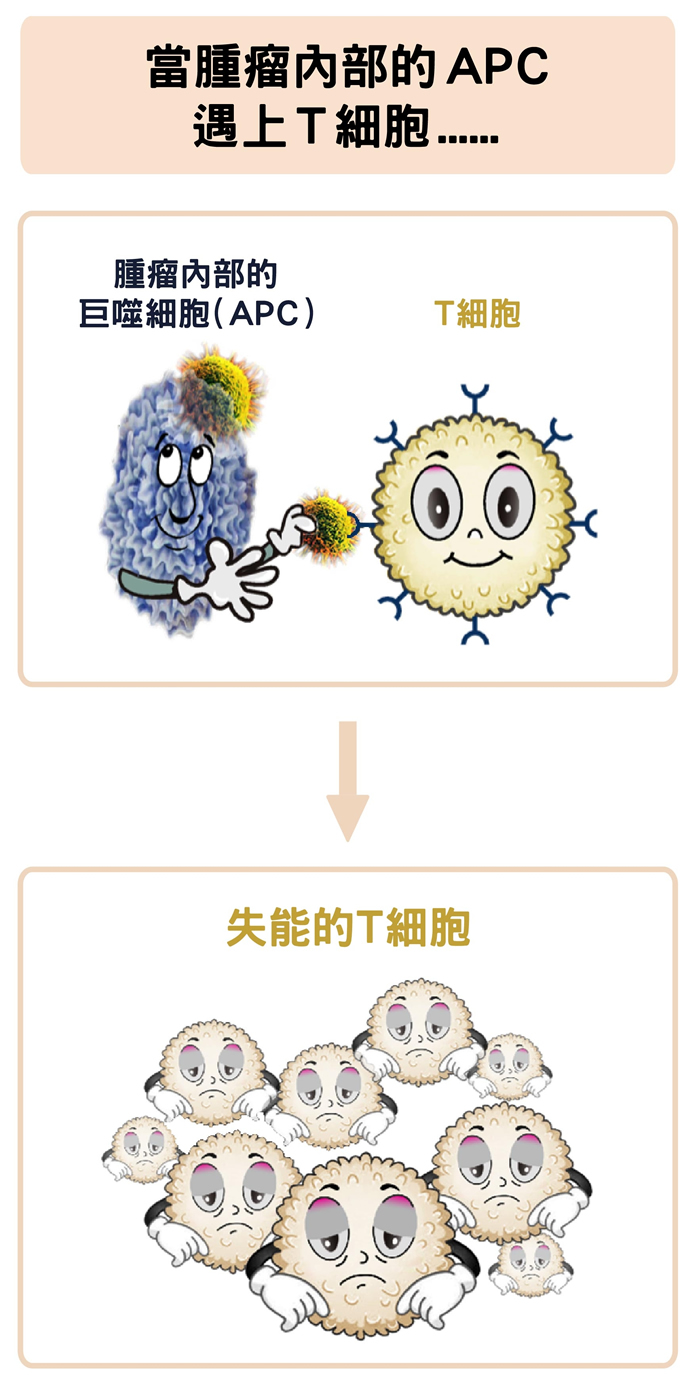 肿瘤中的巨噬细胞，反而会抑制 Ｔ 细胞的活化。数据源│陶秘华 图说原作│张峰碧 图说美化│林洵安