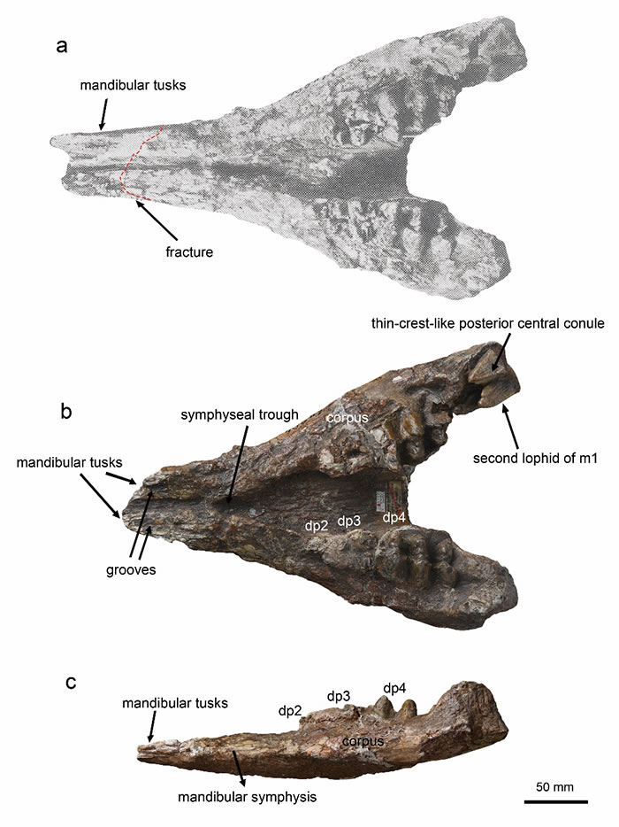 始轭齿象下颌（a，1978发表的原始图片；b，标本目前的状态，冠面；c, 标本目前的状态，侧面）（张晓晓 供图）