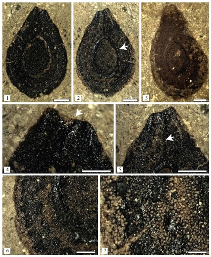 发现于青藏高原中部的粗缘似萝藦籽（Asclepiadospermum marginatum C. Del Rio, T. Su & Z.-K. Zhou