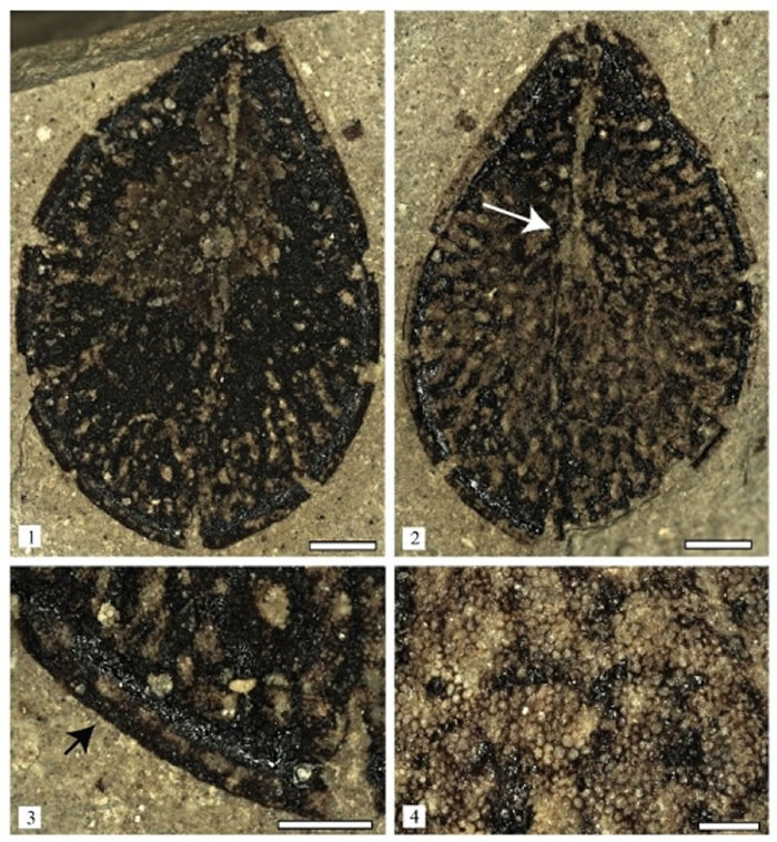 发现于青藏高原中部的椭圆似萝藦籽（Asclepiadospermum ellipticum C. Del Rio, T. Su & Z.-K. Zhou