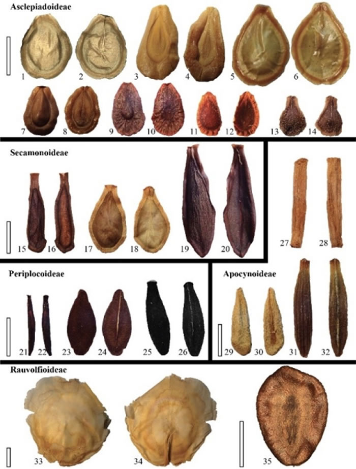 现代夹竹桃科种子形态多样性