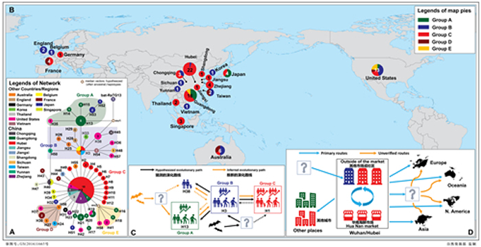 图1. 新型冠状病毒58种单倍型的演化关系和地理分布格局（A，B），单倍型之间的可能演化关系（C），以及新型冠状病毒的可能传播和扩散路线(D)。A和B圆圈中的数
