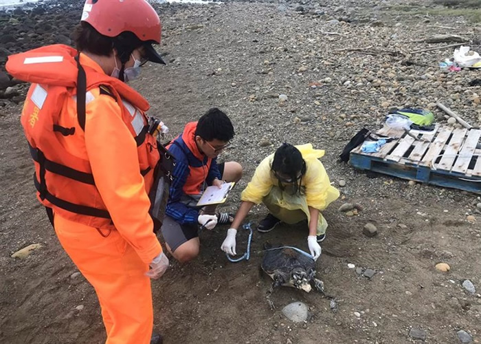 台湾新北市海岸边接连发现7只已经死亡的绿蠵龟