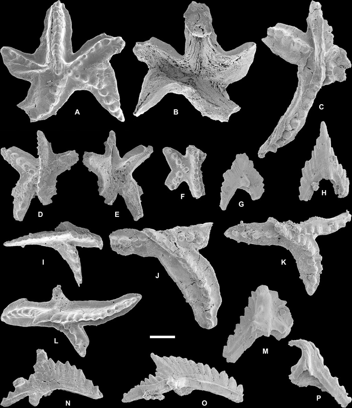 Astropentagnathus irregularis不规则五星颚刺
