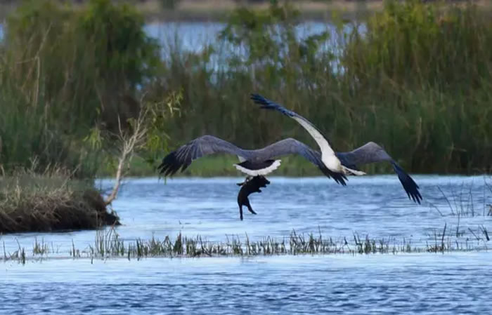 空中传来尖叫声 澳洲昆士兰州摄影师抬头目睹白腹海雕抓着小猪展翅飞翔