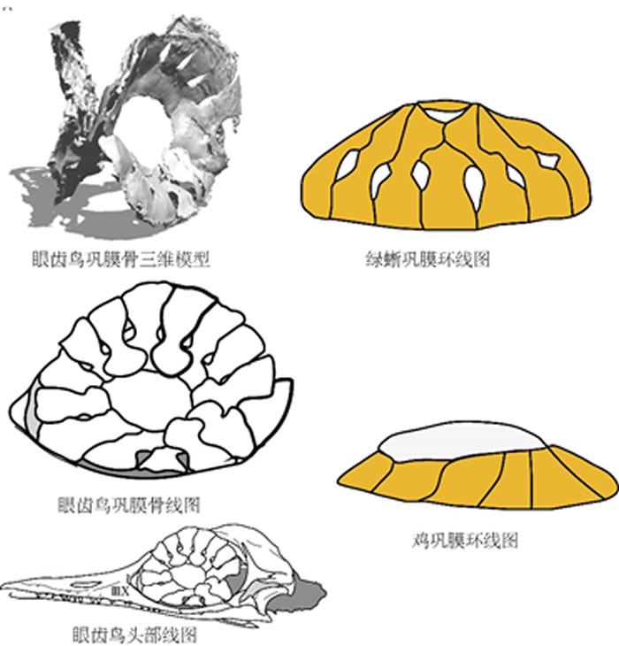 巩膜骨形态对比。对比可见眼齿鸟的巩膜骨与绿蜥巩膜骨形状相似，而与鸡巩膜骨极为不同。