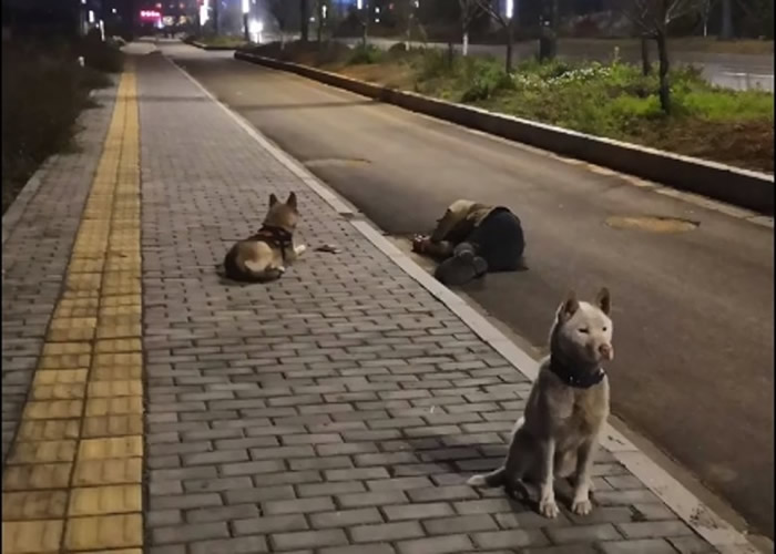 贵州黔南布依族苗族自治州独山县2只忠犬站岗守护醉酒倒地主人