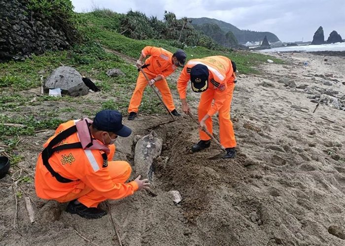 台东绿岛发现死亡小虎鲸