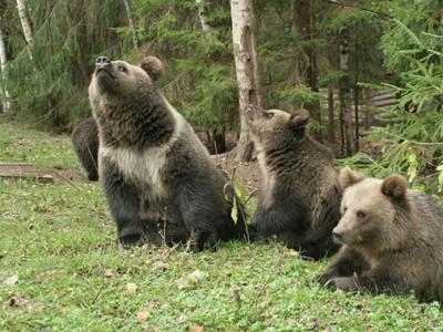 俄罗斯滨海边疆区“豹之乡”国家公园使用相机陷阱首次统计保护区内熊的数量